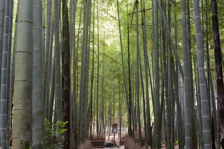 Kamakura Temples and Seaside Escape by Private Vehicle from Tokyo