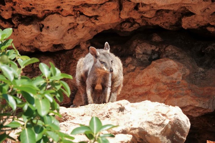 Ningaloo in a Day Safari Snorkeling and Yardie Creek Cruise