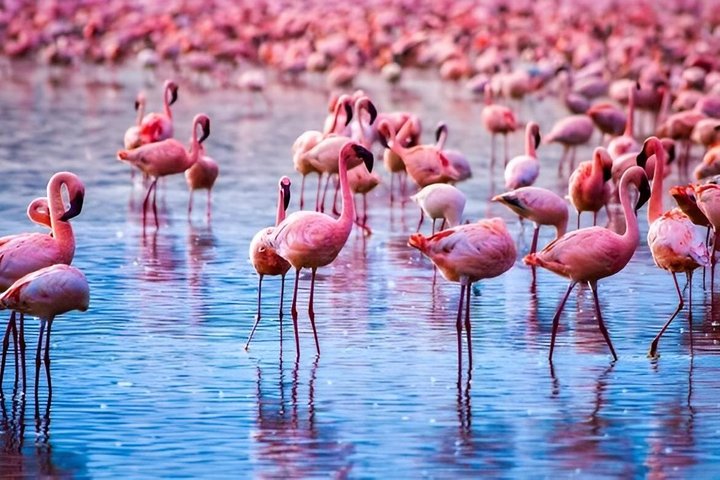 Lake Nakuru National Park Half Day Price Per Vehicle from Nakuru