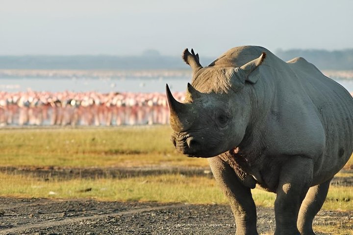 Lake Nakuru National Park Half Day Price Per Vehicle from Nakuru