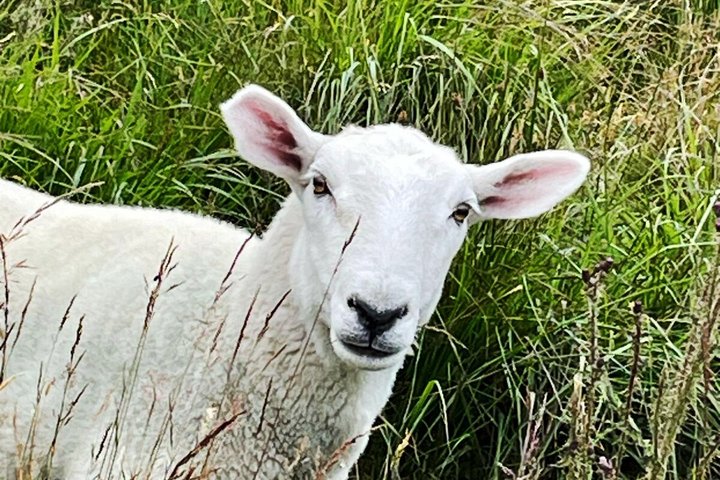 Cliffs of Moher and West of Ireland Scenic Tour