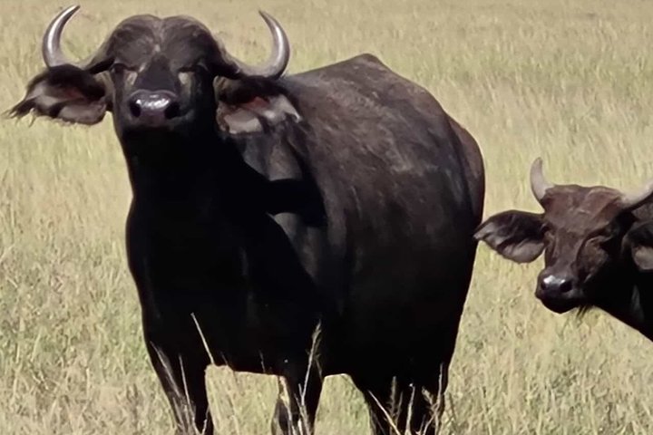 Tsavo East & Taita Salt Lick Lodge: 3-Day Guided Safari Adventure