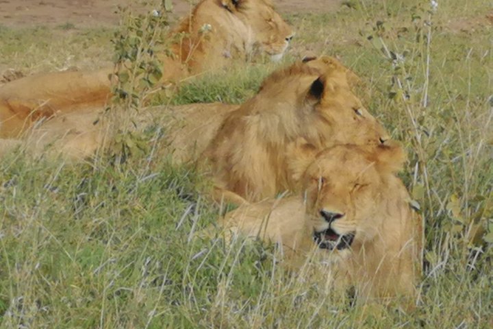 Tsavo East & Taita Salt Lick Lodge: 3-Day Guided Safari Adventure