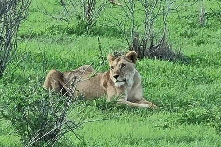 Tsavo East & Taita Salt Lick Lodge: 3-Day Guided Safari Adventure