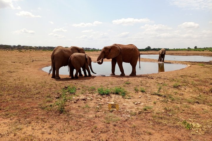 Tsavo East & Taita Salt Lick Lodge: 3-Day Guided Safari Adventure