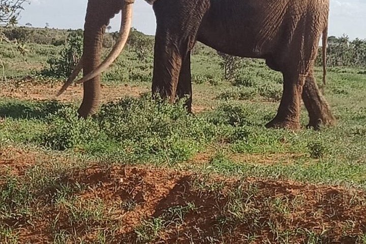 Tsavo East & Taita Salt Lick Lodge: 3-Day Guided Safari Adventure