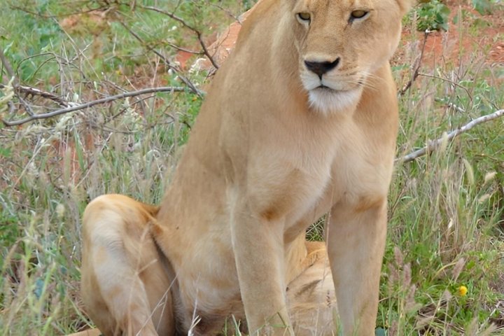 Tsavo East & Taita Salt Lick Lodge: 3-Day Guided Safari Adventure