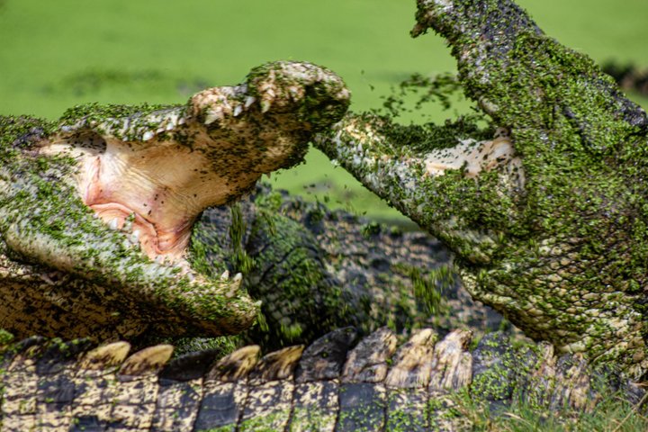 Malcolm Douglas Crocodile Park Tour Including Transportation