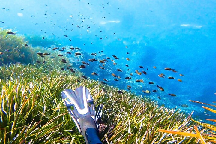 Snorkeling Excursion 2h30 Cap Roux & Calanques de l'Esterel