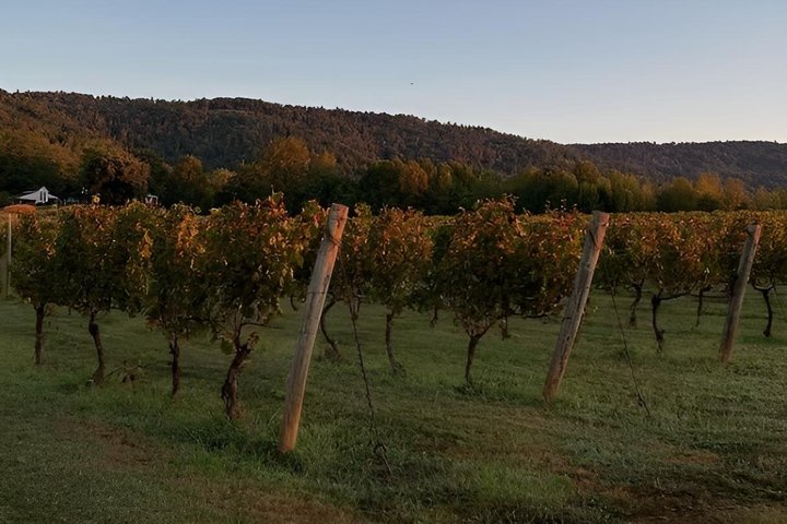 Crozet Virginia Winery and Bike Tour Experience
