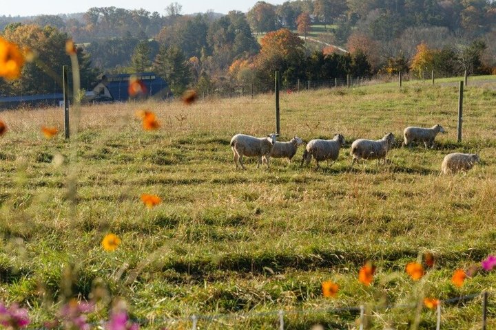 Crozet Virginia Winery and Bike Tour Experience