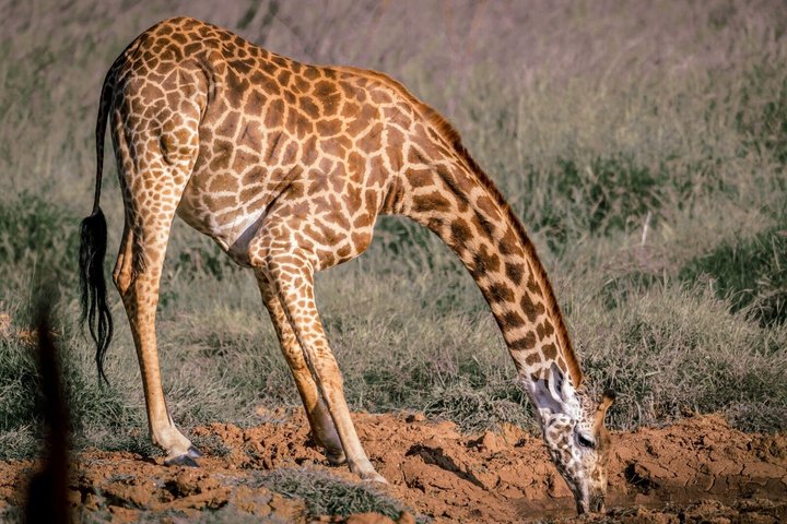 2-Day Taita Hills Salt Lick Lodge Sanctuary Safari Adventure