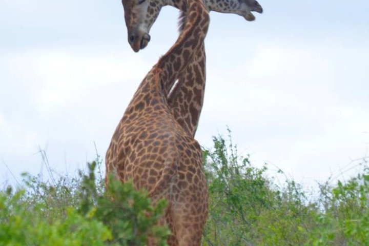 2-Day Taita Hills Salt Lick Lodge Sanctuary Safari Adventure