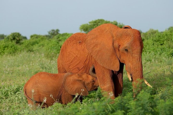 2-Day Taita Hills Salt Lick Lodge Sanctuary Safari Adventure