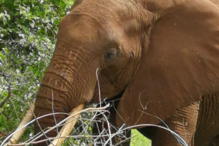 2-Day Taita Hills Salt Lick Lodge Sanctuary Safari Adventure