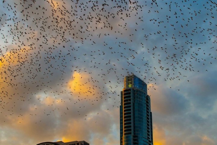 Guided Sunset Bat Kayak Tour in Austin