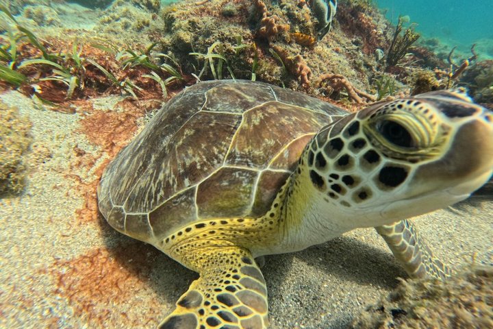 Vieques: Sea Turtle Snorkeling Small-Group, Photos & Snacks