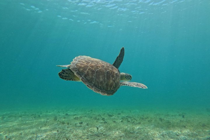 Vieques: Sea Turtle Snorkeling Small-Group, Photos & Snacks