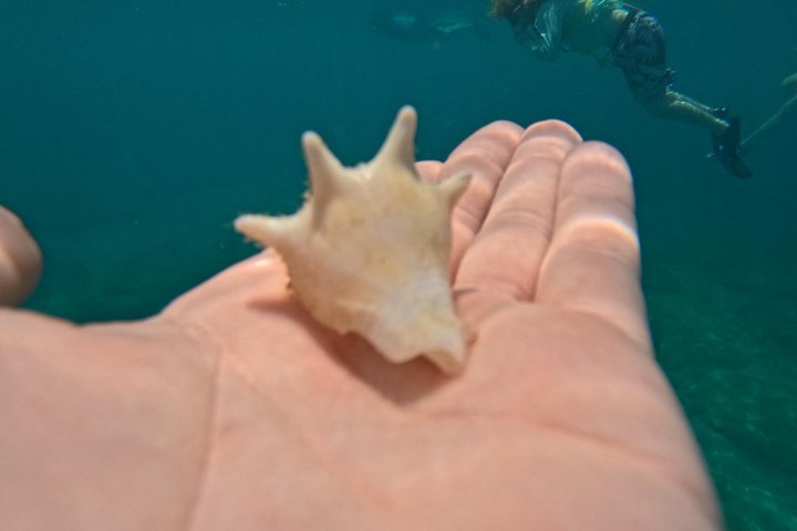 Vieques: Sea Turtle Snorkeling Small-Group, Photos & Snacks