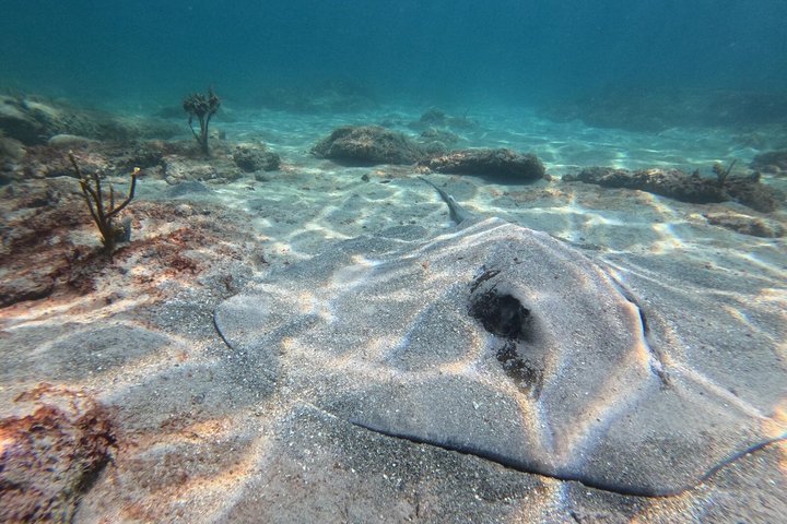 Vieques: Sea Turtle Snorkeling Small-Group, Photos & Snacks
