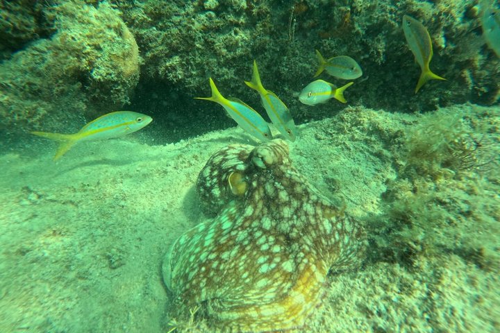 Vieques: Sea Turtle Snorkeling Small-Group, Photos & Snacks