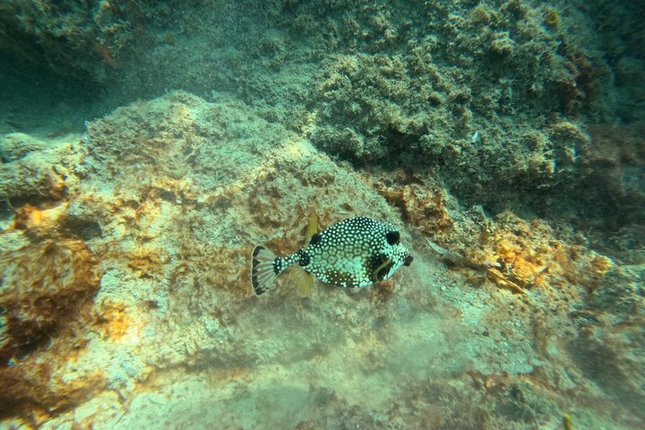 Vieques: Sea Turtle Snorkeling Small-Group, Photos & Snacks