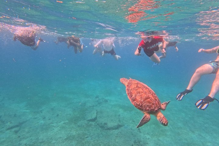 Vieques: Sea Turtle Snorkeling Small-Group, Photos & Snacks
