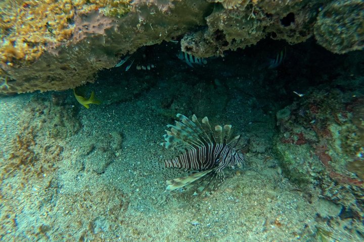 Vieques: Sea Turtle Snorkeling Small-Group, Photos & Snacks