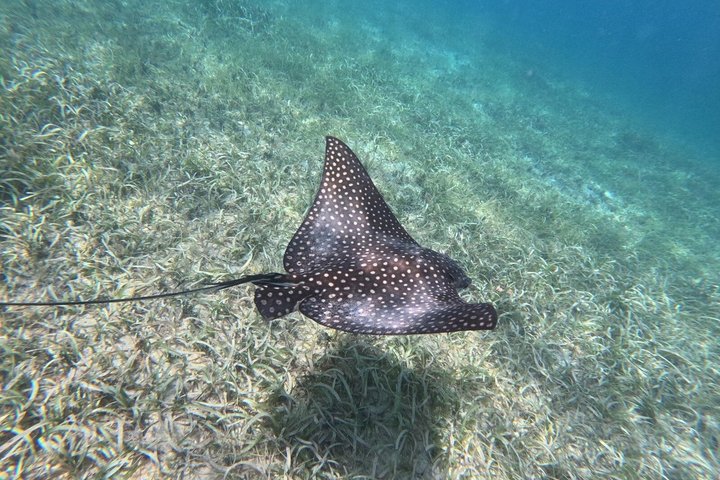 Vieques: Sea Turtle Snorkeling Small-Group, Photos & Snacks