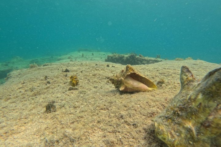 Vieques: Sea Turtle Snorkeling Small-Group, Photos & Snacks