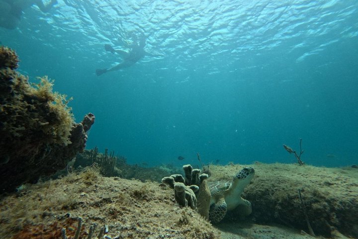 Vieques: Sea Turtle Snorkeling Small-Group, Photos & Snacks