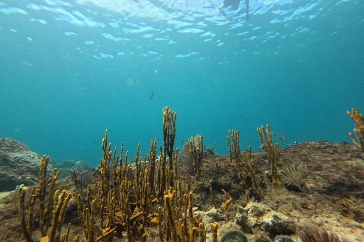 Vieques: Sea Turtle Snorkeling Small-Group, Photos & Snacks