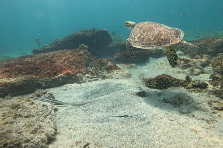 Vieques: Sea Turtle Snorkeling Small-Group, Photos & Snacks