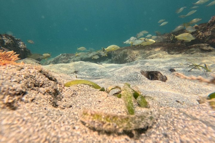 Vieques: Sea Turtle Snorkeling Small-Group, Photos & Snacks