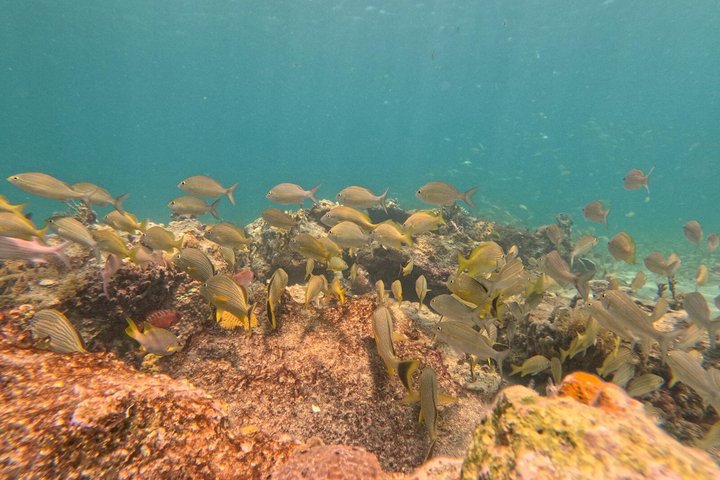Vieques: Sea Turtle Snorkeling Small-Group, Photos & Snacks