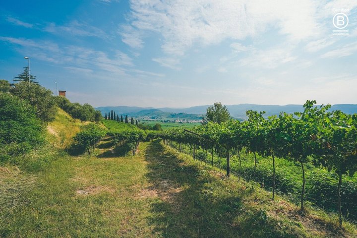 Amarone Wine Tasting Tour from Verona with Private Transportation