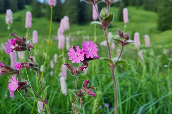 Naturalistic adventure in the Swiss Alps