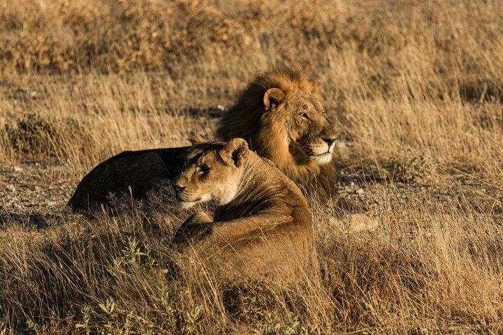 Amazing Safari at Game Reserve in Cape Town - see the Big5