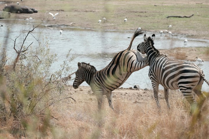 Amazing Safari at Game Reserve in Cape Town - see the Big5