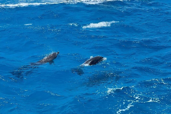 Abu Dabbab Full Day Snorkeling with Turtles & Dugong – Hurghada