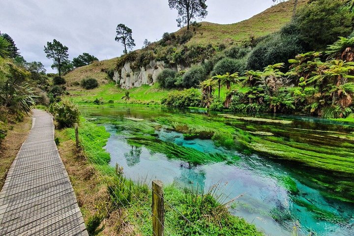 Auckland to Waitomo Glowworms, Kiwi House & Blue Springs Day Tour