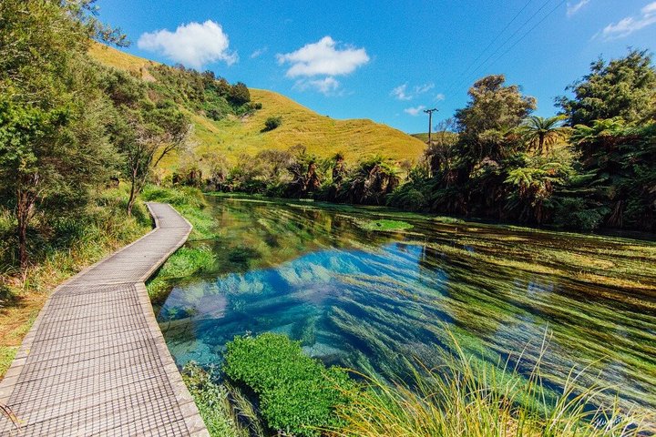 Auckland to Waitomo Glowworms, Kiwi House & Blue Springs Day Tour