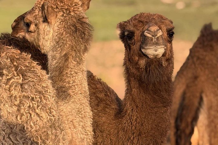 Agafay Desert Quad Bike Camel Ride and Dinner Show