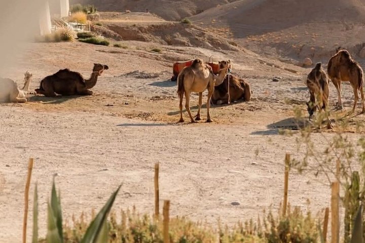 Agafay Desert Quad Bike Camel Ride and Dinner Show