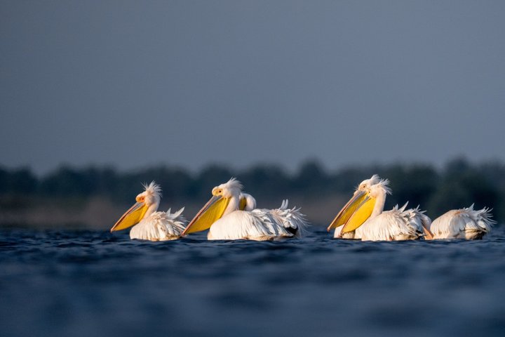 Danube Delta Experience: Wildlife Tour from Tulcea