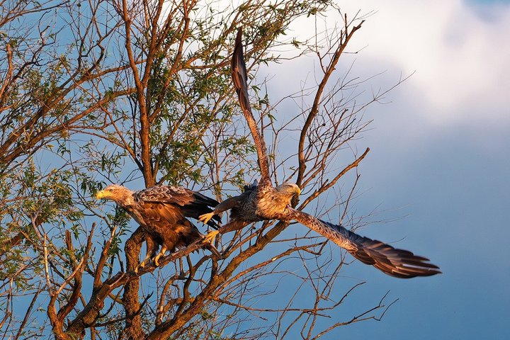 Danube Delta Experience: Wildlife Tour from Tulcea
