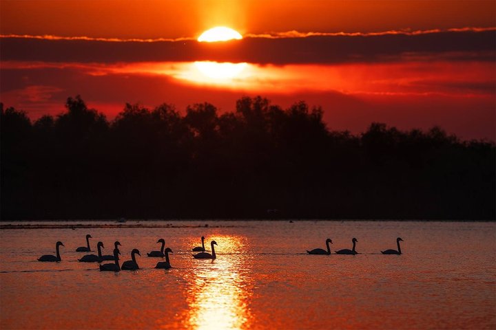 Danube Delta Experience: Wildlife Tour from Tulcea