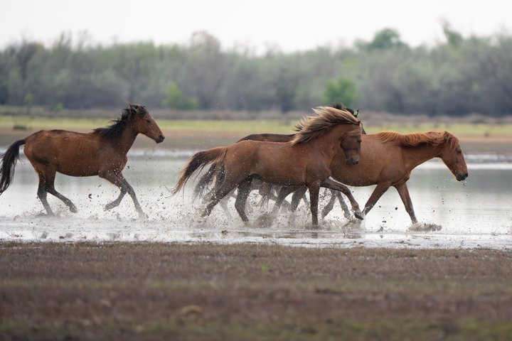 Danube Delta Tour from Tulcea to Mila 23, Letea Forest and Sulina