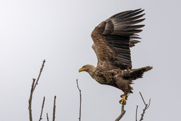 Danube Delta Tour from Tulcea to Mila 23, Letea Forest and Sulina