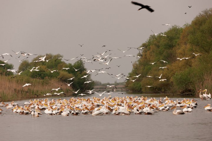 Danube Delta Tour from Tulcea to Mila 23, Letea Forest and Sulina